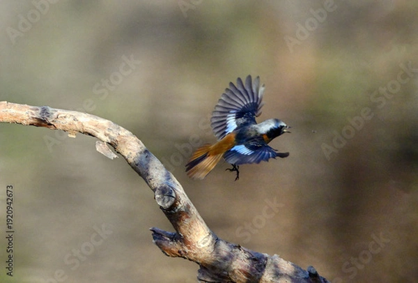 Obraz 止まり木から虫を食べに飛び出したジョウビタキ