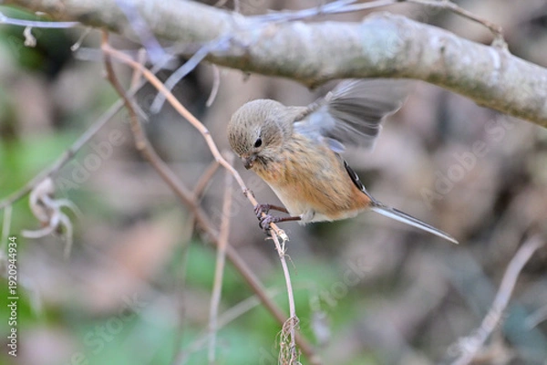 Obraz 草の実を食べているベニマシコの雌