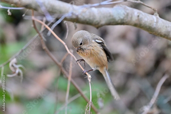 Obraz 草の実を食べているベニマシコの雌