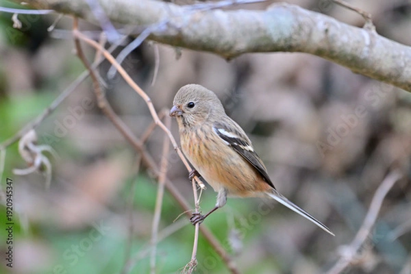 Obraz 草の実を食べているベニマシコの雌