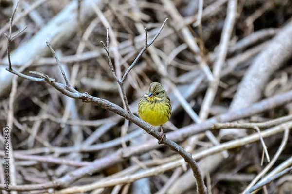 Obraz 枯枝に留まっているアオジ