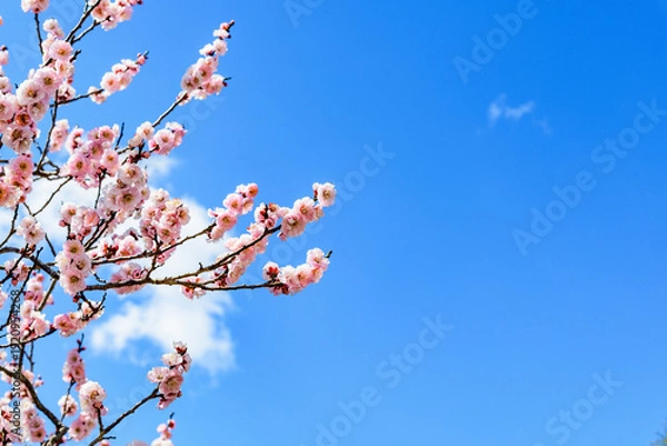 Obraz 春うらら仙台の梅の共演
