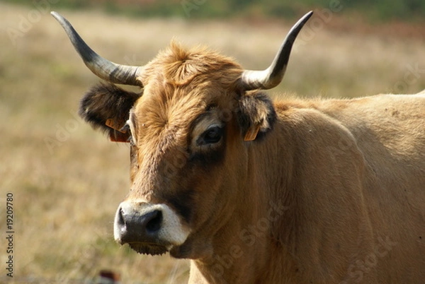 Obraz vache aubrac