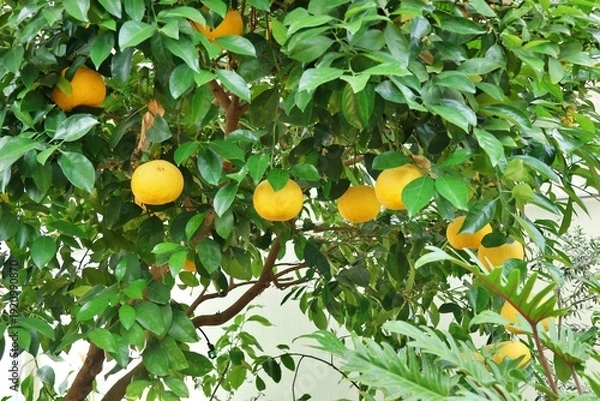 Obraz 노랗게 익은 감귤