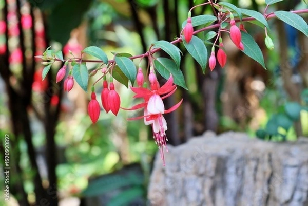 Obraz 원예식물, 후크시아