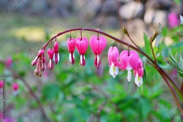 Obraz 봄에 피는 꽃, 금낭화