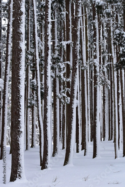 Obraz 冬の杉林