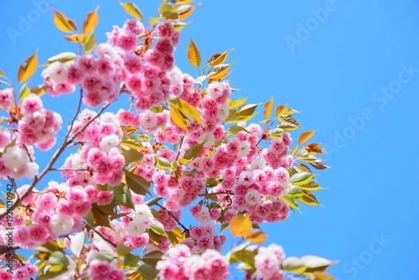Obraz 青空に映える満開の八重桜　青空背景