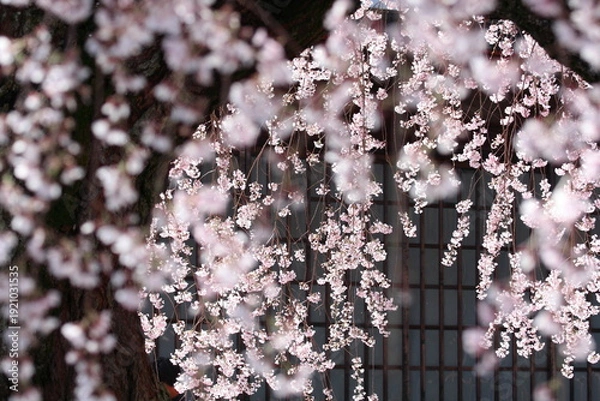 Obraz 長野県飯田市 麻績の里 舞台桜