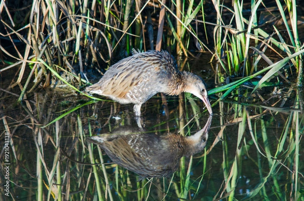 Fototapeta rail in a marsh