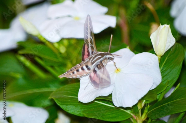 Fototapeta hawk moth on a flower