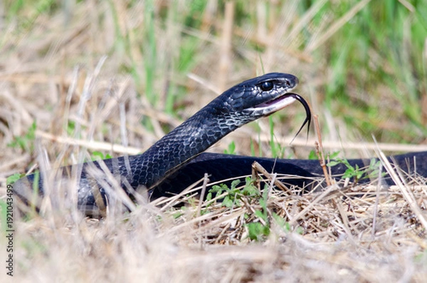 Fototapeta snake in grass