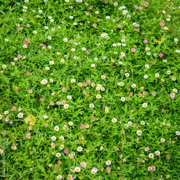 Obraz Daisy flower on the wall