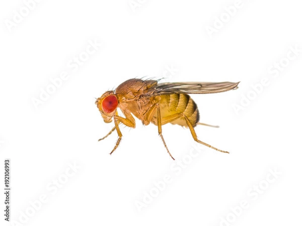 Obraz Drosophila Owad mucha owocowa samodzielnie na białym tle makro