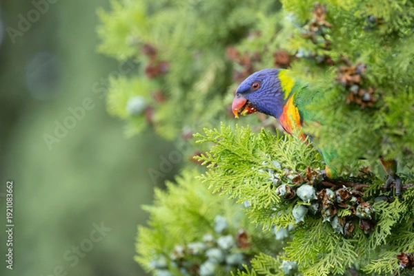Obraz Rainbow Lorikeet Peeking out from a Tree