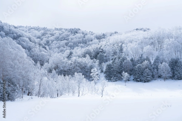 Obraz 美しい霧氷の森と雪化粧の田ノ原湿原