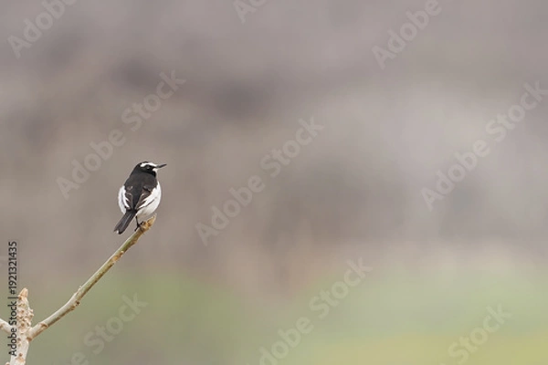 Obraz 木の枝にとまるハクセキレイ