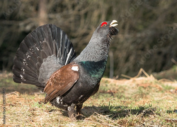 Obraz Auerhahn tetrao urogallus