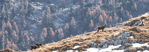 Obraz Steinbock Steinwild