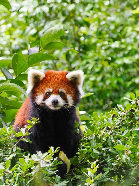 Obraz 緑の中で見つめるレッサーパンダ