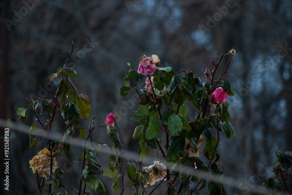 Fototapeta winter nature