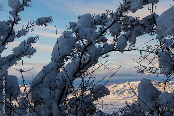 Fototapeta winter nature
