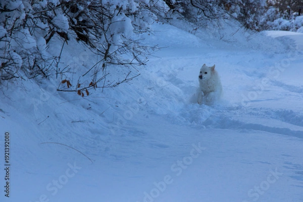 Fototapeta winter nature