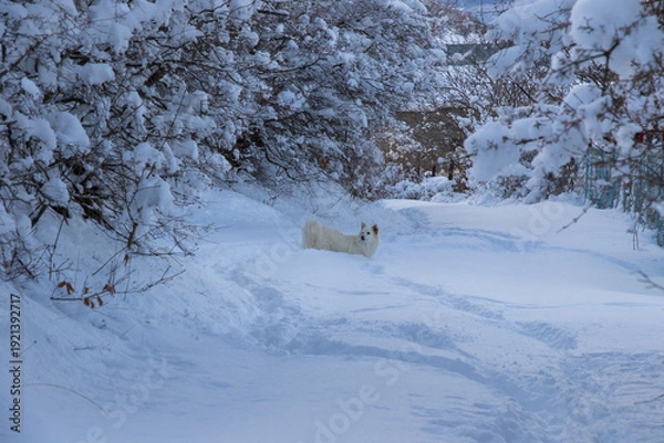 Fototapeta winter nature
