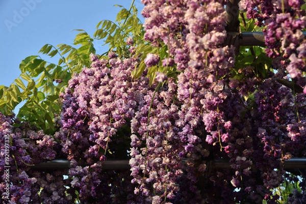 Obraz 津島天王川公園　八重黒龍藤(愛知県津島市)