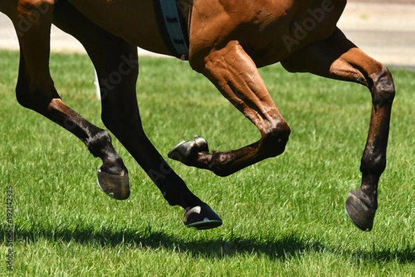 Obraz Horse racing action