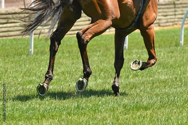 Obraz Horse racing action