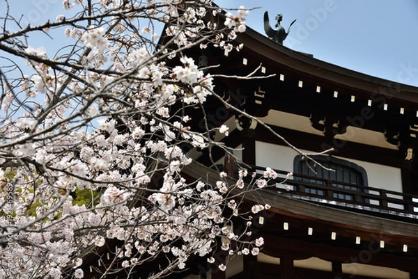 Obraz 勧修寺　サクラと観音堂(京都市山科区)　