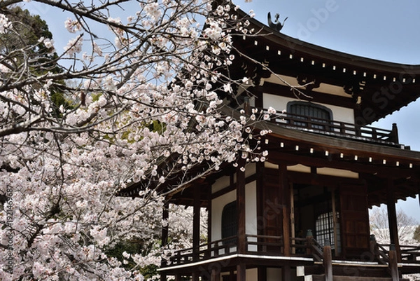 Obraz 勧修寺　サクラと観音堂(京都市山科区)　