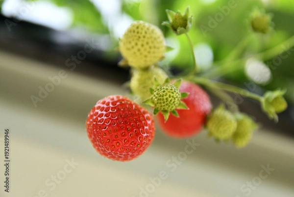 Obraz 空中農園のいちご狩り