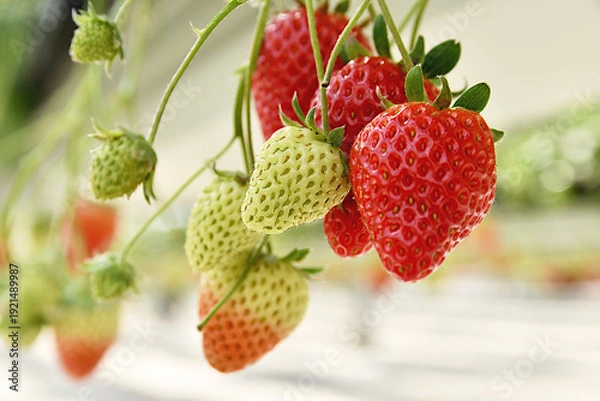 Obraz 空中農園のいちご狩り