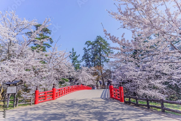 Fototapeta 春の弘前城の杉の大橋の風景