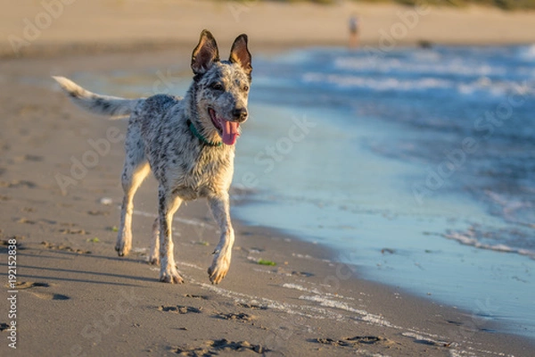 Obraz When dogs play 