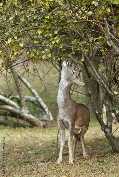 Fototapeta 자연을 먹는 노루
