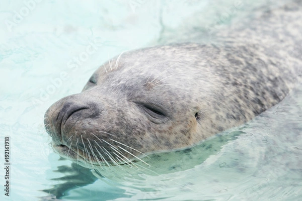 Obraz アザラシの顔