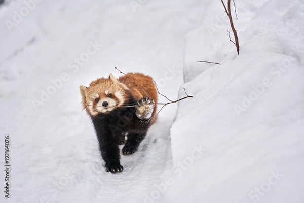 Obraz 雪の上のレッサーパンダ