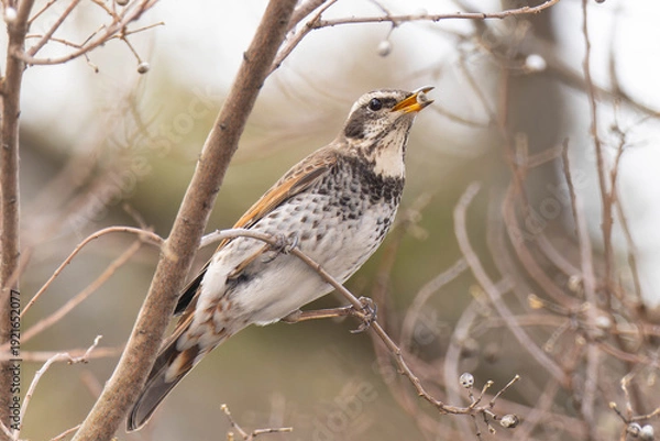Obraz 樹上で木の実を食べているツグミ