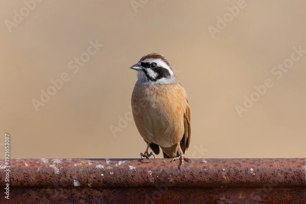 Obraz 錆びた鉄の上に立つ雄のホオジロ