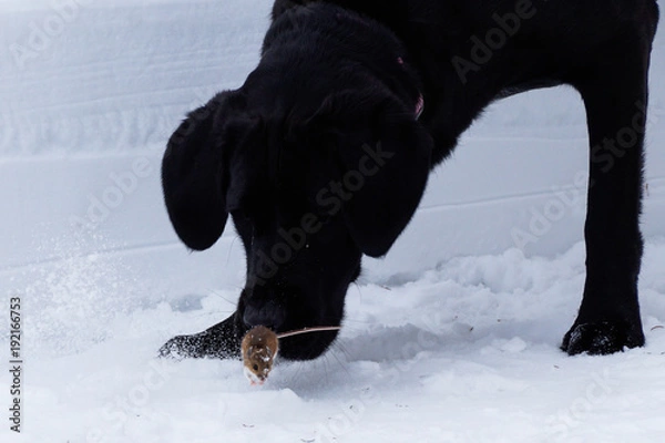 Obraz Mouse on the run