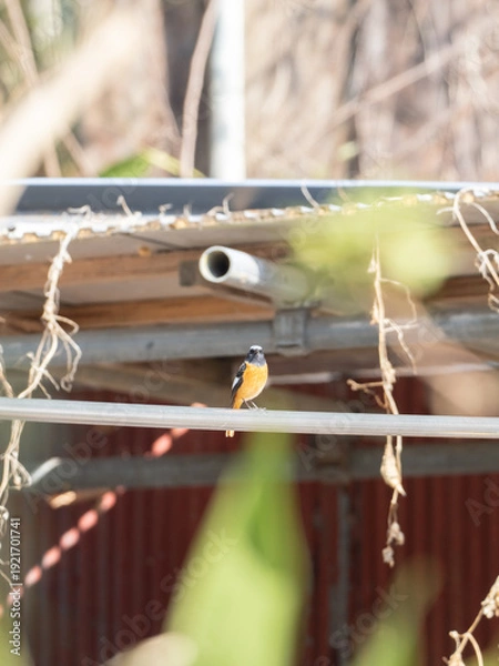 Obraz 冬のジョウビタキ