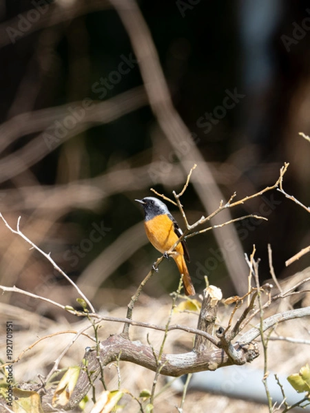 Obraz 冬のジョウビタキ