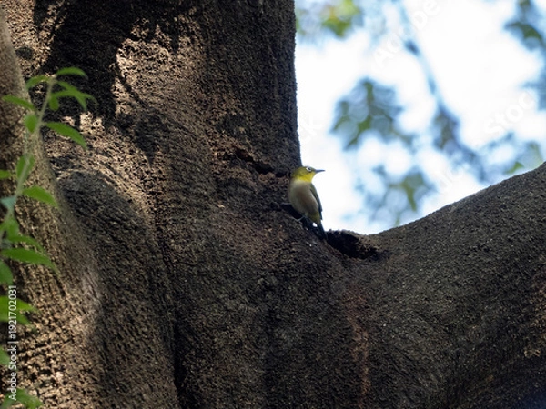 Obraz 森の中のメジロ