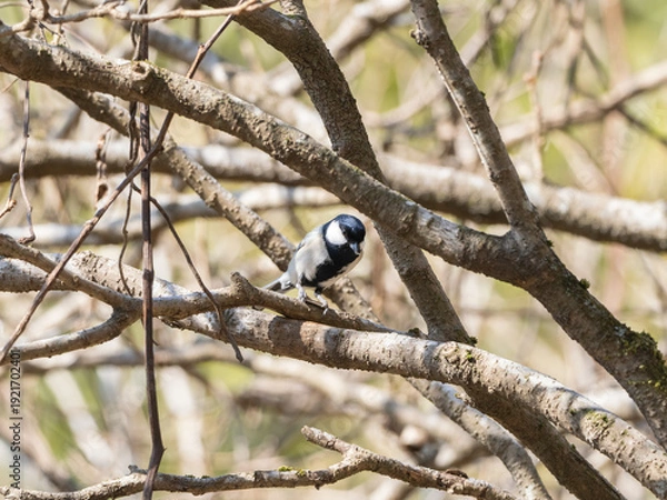 Obraz 枝の中のシジュウカラ