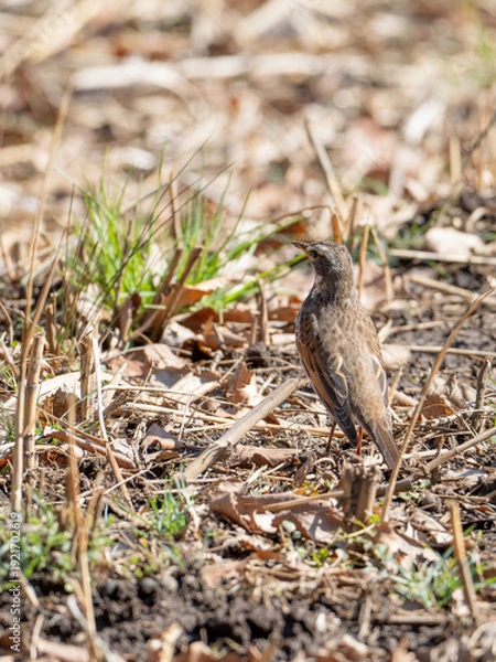 Obraz 落ち葉の上のツグミ