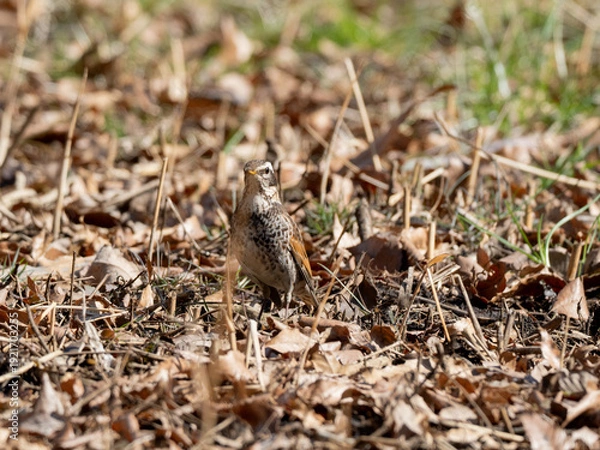Obraz 落ち葉の上のツグミ