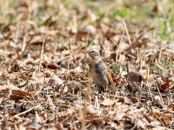 Obraz 落ち葉の上のツグミ